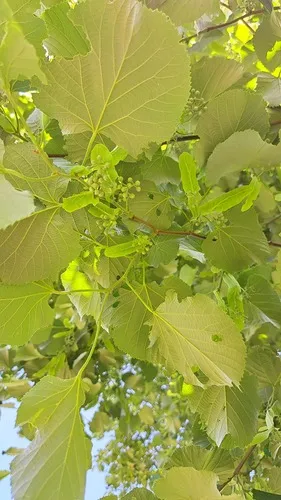 Silver Linden
