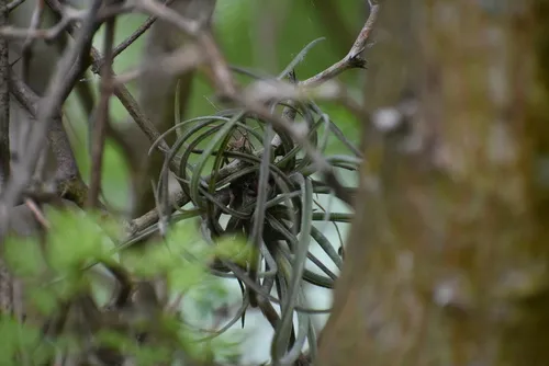 Reflexed Airplant — photo by RGV Chapter NPSOT