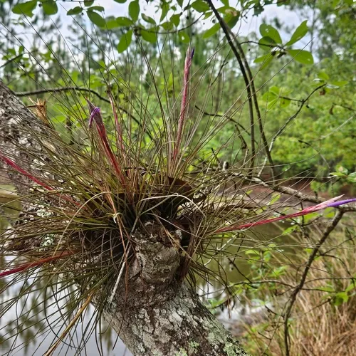 Bartram's Airplant