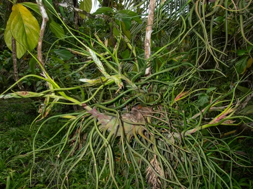 Bulbous Airplant