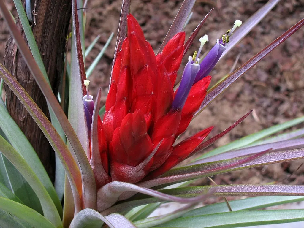 Giant Airplant (var. densispica) — photo by Timm Stolten