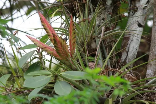 Giant Airplant