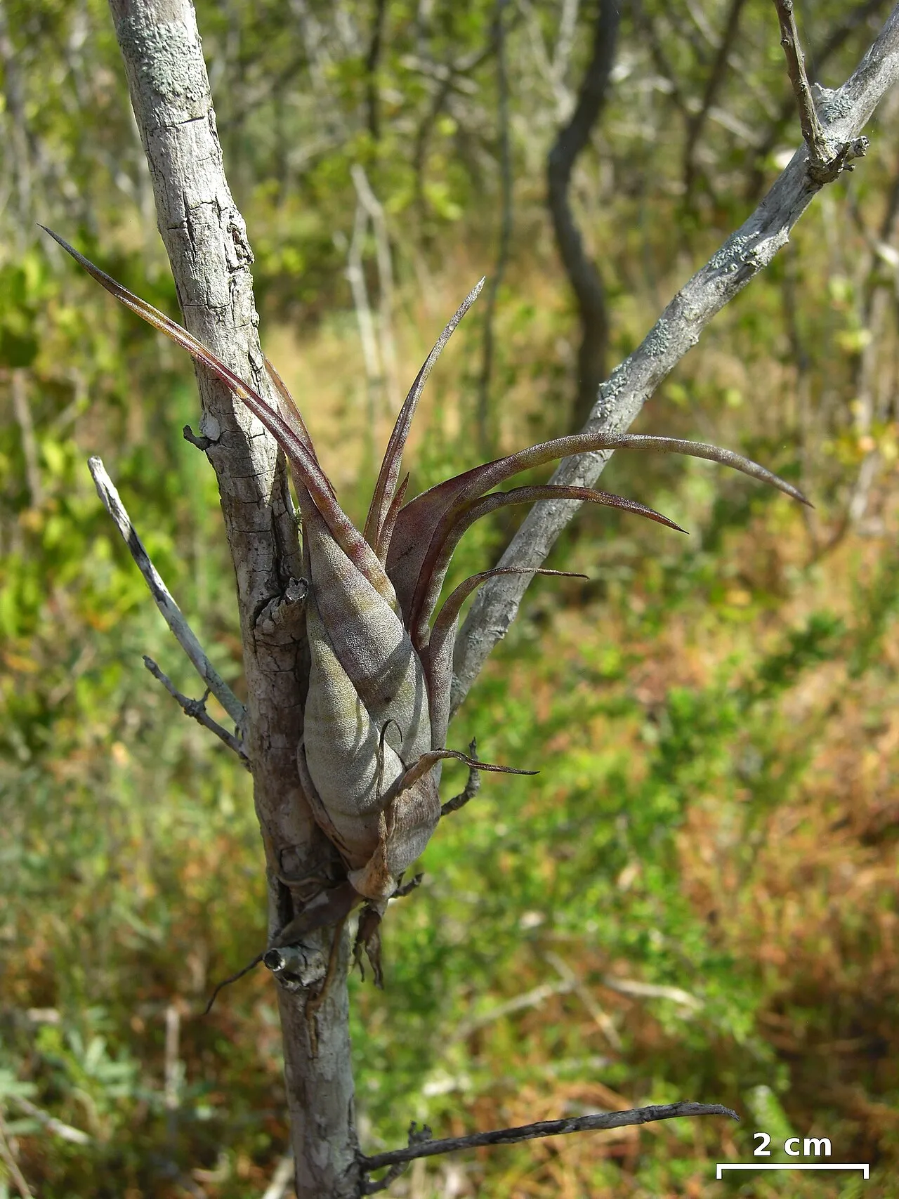 Twisted Airplant — photo by Jason Hollinger