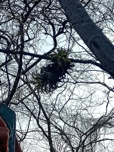 Sky Plant — photo by Ana Paola González Velasco