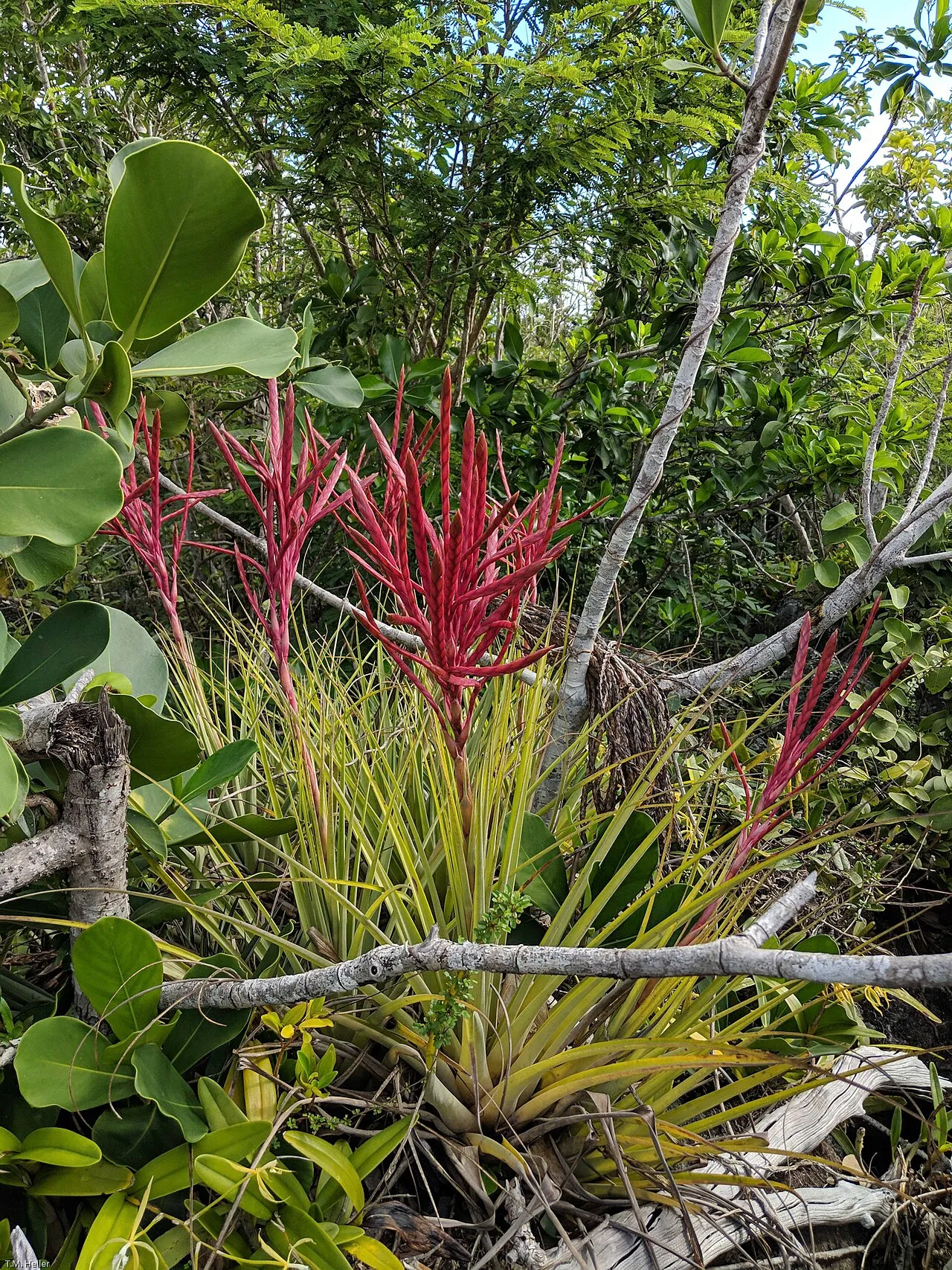 Pinon — photo by Bárrios S, Hamilton MA (2021) Conservation status of native plant hybrids in…