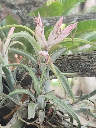Potbelly Airplant — photo by Edison Díaz