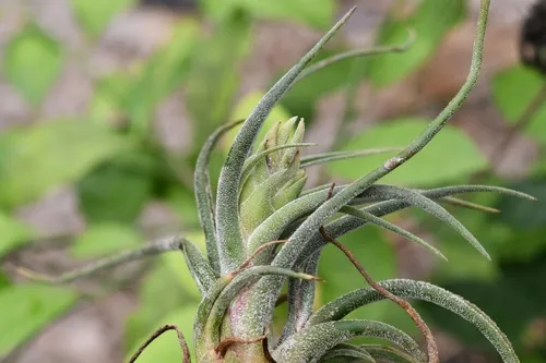 Fuzzywuzzy Airplant