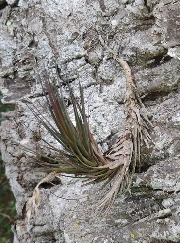 Narrowleaf Airplant — photo by Fernando Miraglia