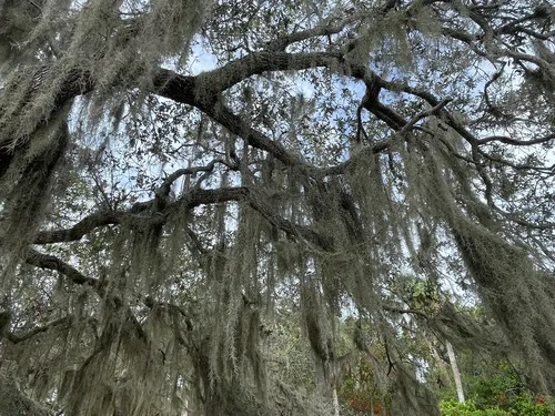 Spanish Moss — photo by annalizcade