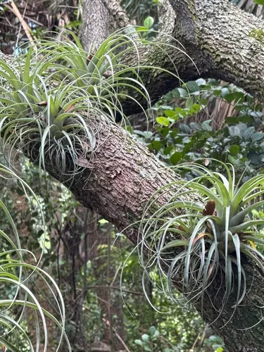 Spreading Airplant — photo by Rich Ackerman