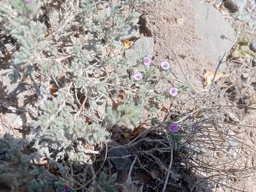 Texas Crinklemat — photo by Jesús Manuel Martínez-Calderas