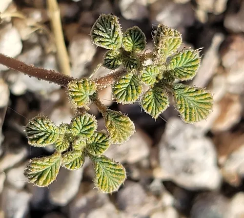 Fanleaf Crinklemat