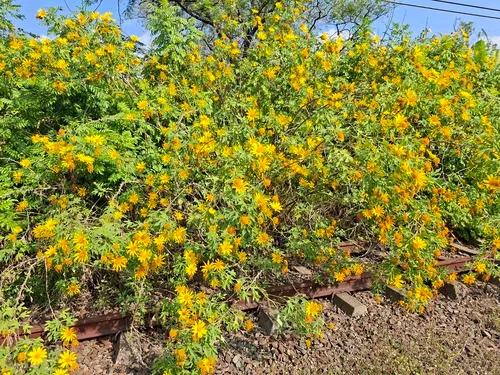 Tree Marigold — photo by Duncan McKenzie