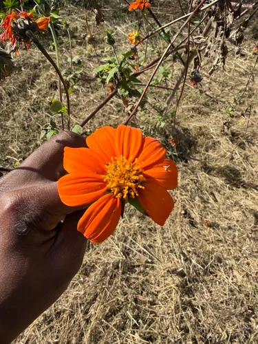 Clavel De Muerto