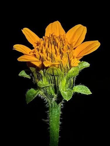 Arizona Sunflowerweed