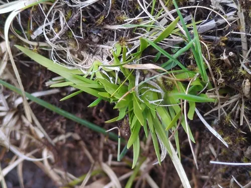 Scotch False Asphodel