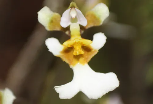 Variegated Orchid