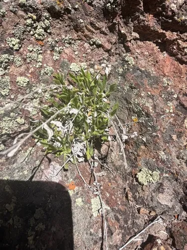 Granite Serpentweed