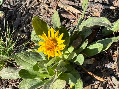 Lyall's Goldenweed