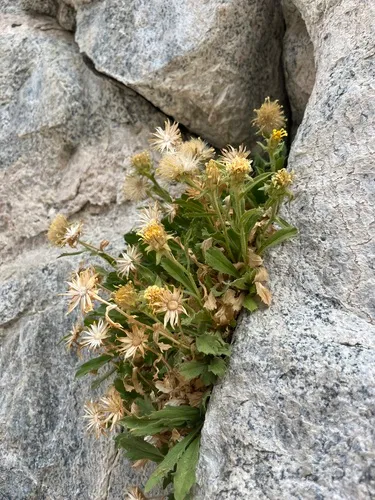 Peirson's Serpentweed