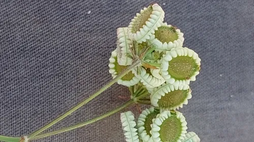 Mediterranean Hartwort — photo by Jiří Danihelka