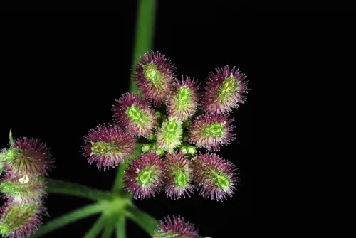 Spreading Hedgeparsley