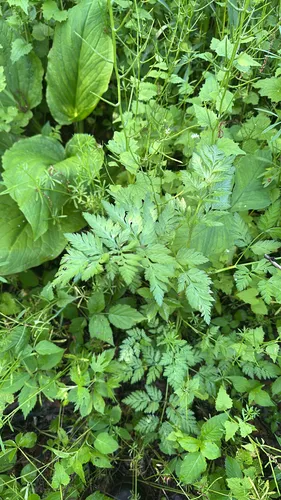 Erect Hedgeparsley
