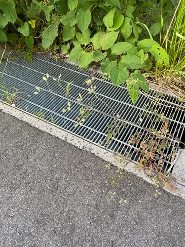 Rough Hedgeparsley — photo by Ryo.T