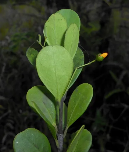 Boje — photo by J. L. Gómez-Hechavarría