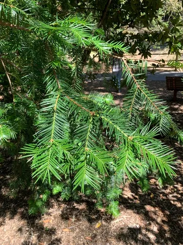 California Nutmeg