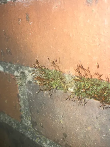 Tortula Moss