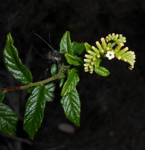 West Indian Soldierbush