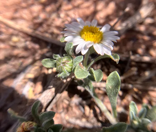 Annual Townsend Daisy
