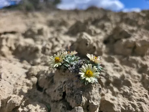 Last Chance Townsend Daisy — photo by Braydon Lake