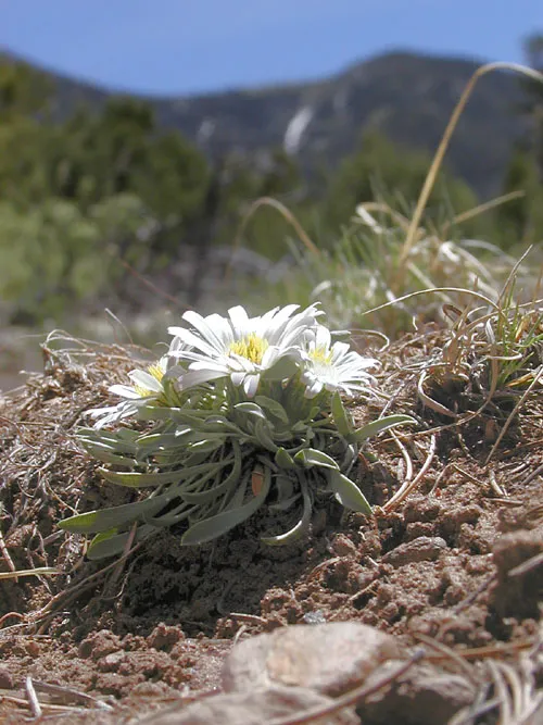 Stemless Townsend Daisy — photo by Wikimedia Commons