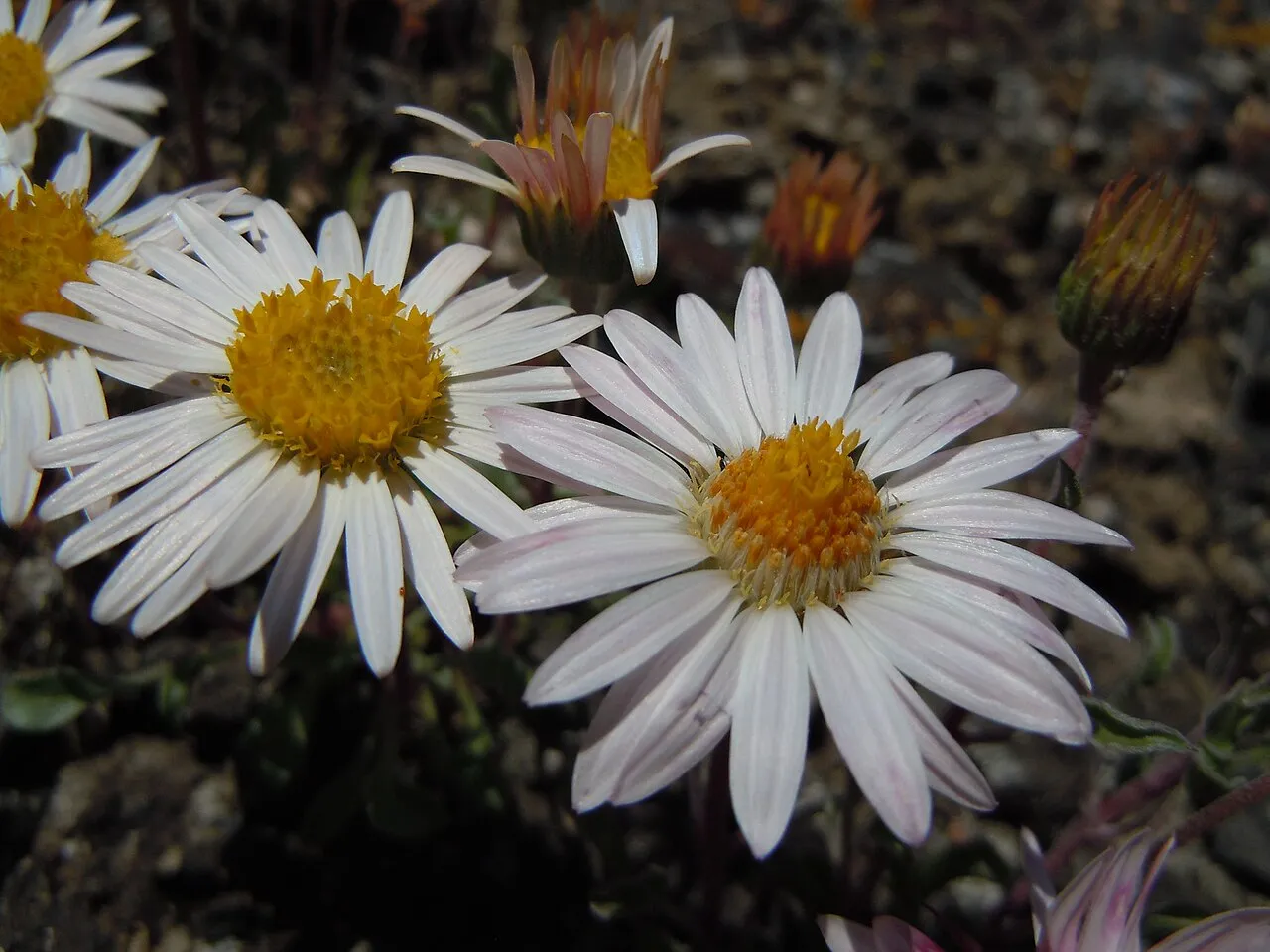 Showy Townsend Daisy — photo by Matt Lavin from Bozeman, Montana, USA