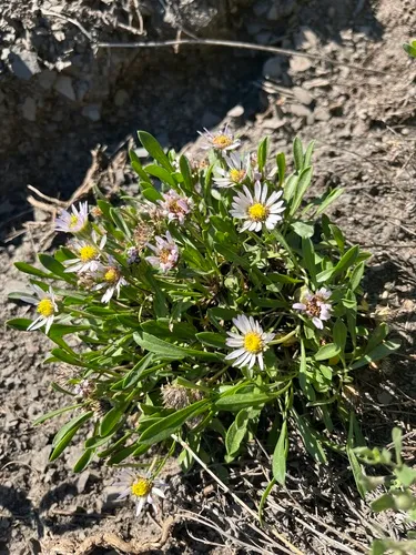 Gray's Townsend Daisy