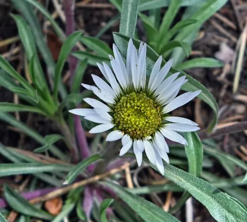 Largeflower Townsend Daisy — photo by curt_nimz