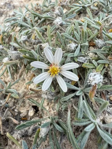 Gypsum-lovingTownsend Daisy