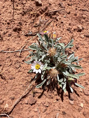 Hoary Townsend Daisy — photo by Mollie Freilicher