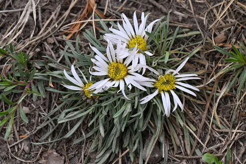Common Townsend Daisy