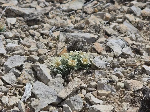Table Townsend Daisy — photo by Braydon Lake