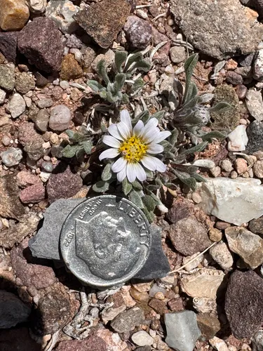 Smallheaded Townsend Daisy — photo by Kenzie Anderson-Bell