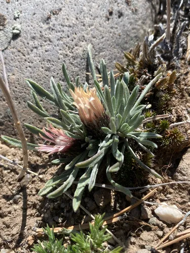 Nuttall's Townsend Daisy — photo by Sage