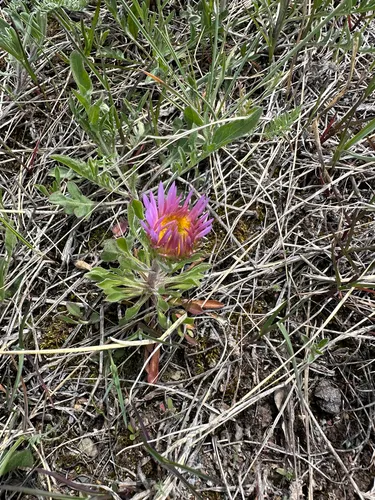 Parry's Townsend Daisy — photo by michaelwinkler