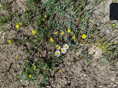 Rothrock's Townsend Daisy — photo by Scott F Smith