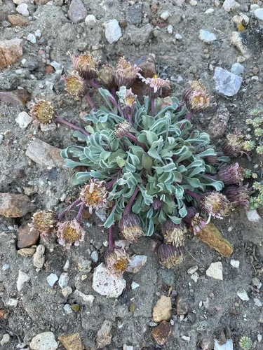 Tufted Townsend Daisy — photo by Patrick Silbey