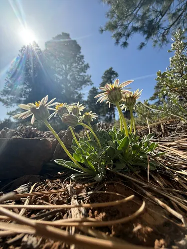 Black Rock Townsend Daisy