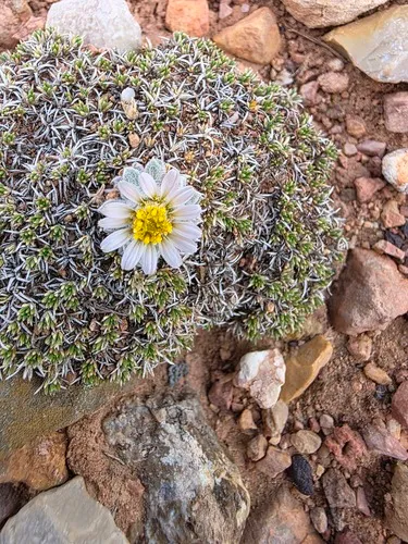 Sword Townsend Daisy — photo by Dalton Spencer