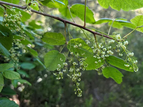Pacific Poison Oak